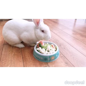 Rabbit for sale